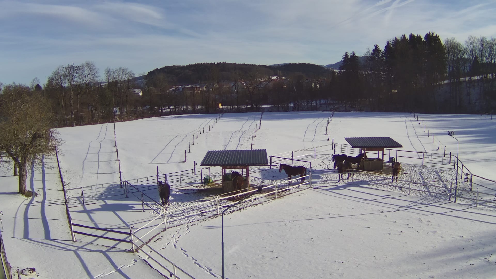 Unsere Pferdepension - Die Pferde lieben den Auslauf im Winter bei Schnee